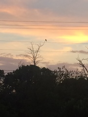 Ictinia mississippiensis