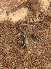 Podarcis pityusensis