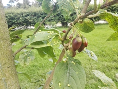 Iochroma fuchsioides