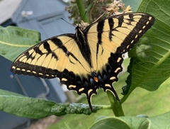 Papilio canadensis × glaucus