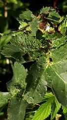 Dasineura crataegi