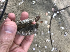 Saccostrea cuccullata