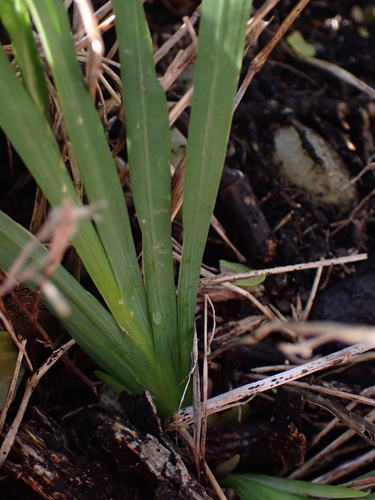 Freesia leichtlinii