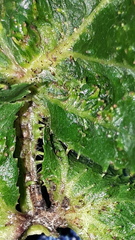 Dasineura crataegi