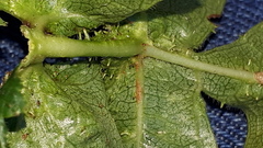 Dasineura crataegi