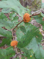 Disholcaspis spongiosa