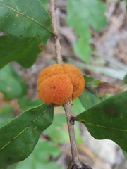 Disholcaspis spongiosa