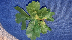 Dasineura crataegi