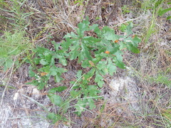 Disholcaspis spongiosa