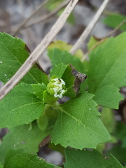 Acanthospermum australe