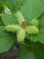 Acanthospermum australe