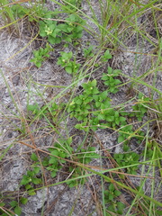 Acanthospermum australe