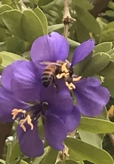 Apis mellifera