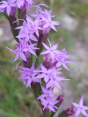 Liatris pauciflora pauciflora