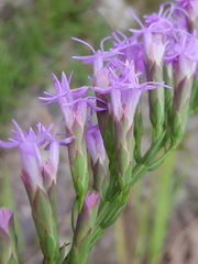 Liatris pauciflora pauciflora