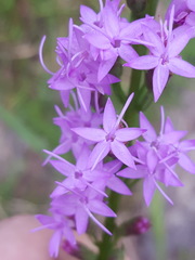 Liatris pauciflora pauciflora