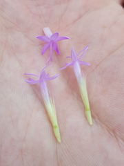 Liatris pauciflora pauciflora