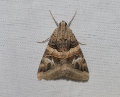 Drasteria divergens