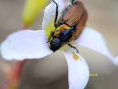 Strigoderma sulcipennis