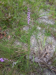 Liatris pauciflora pauciflora