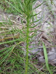 Liatris pauciflora pauciflora