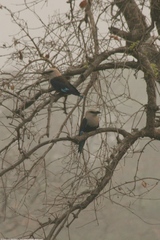 Coracias cyanogaster