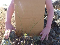 Eriogonum nudum nudum
