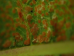 Puccinia vernoniae