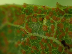 Puccinia vernoniae