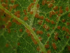 Puccinia vernoniae