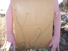 Eriogonum nudum nudum