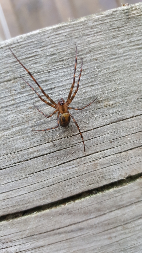 Eastern Cave Long-jawed Spider