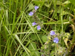 Salvia palifolia