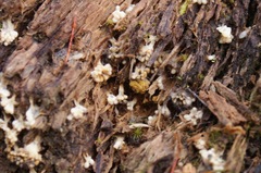 Oligonema verrucosum