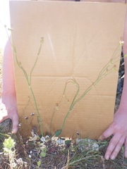 Eriogonum nudum nudum