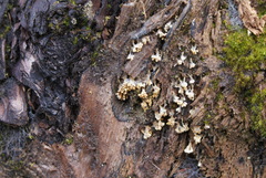 Oligonema verrucosum