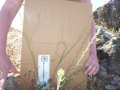 Eriogonum nudum nudum