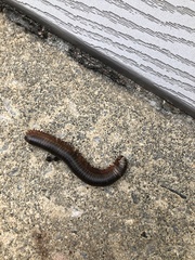 Narceus americanus