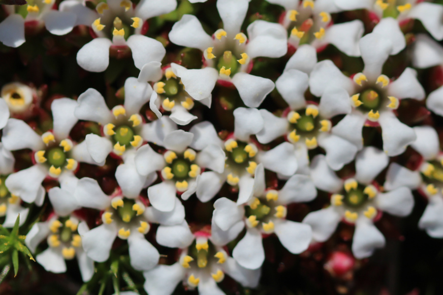 Pyxidanthera barbulata