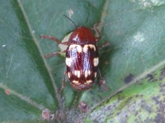 Cryptocephalus badius
