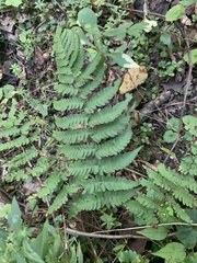 Deparia acrostichoides