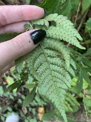 Deparia acrostichoides