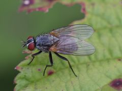 Emmesomyia