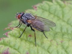 Emmesomyia