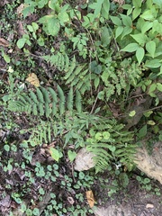 Deparia acrostichoides