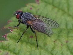 Emmesomyia