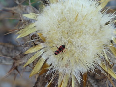 Horvathiolus guttatus