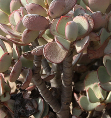 Crassula arborescens