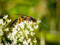 Limerodops elongatus