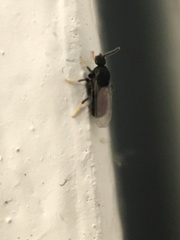 Holoplagia guamensis